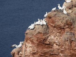 pássaros na ilha de helgoland foto