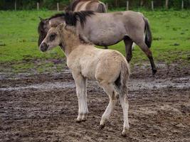 cavalos selvagens na Vestfália foto