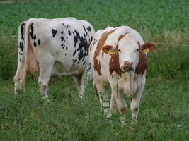 vacas no muensterland alemão foto