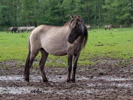 cavalos selvagens na Vestfália foto