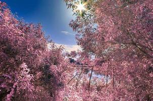 bela paisagem infravermelha rosa em um lago com uma superfície de água reflexiva. foto