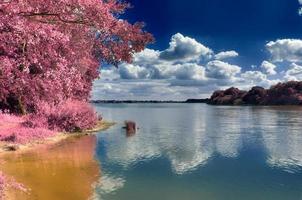 bela paisagem infravermelha rosa em um lago com uma superfície de água reflexiva. foto