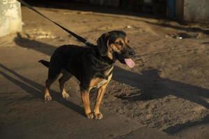 cão está amarrado na rua. animal de estimação está esperando o dono. foto