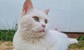 lindo gato de raça persa no jardim de casa, close-up tiro foto