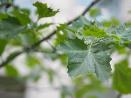 maple vai mudar de cor. foto