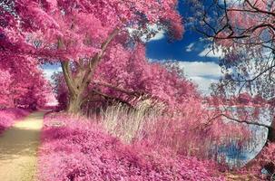 bela paisagem infravermelha rosa em um lago com uma superfície de água reflexiva. foto