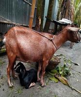bode. retrato de uma cabra em uma fazenda na aldeia foto