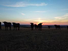 belos touros e vacas britânicos pretos nas fazendas rurais da Inglaterra, imagens do drone ao pôr do sol foto