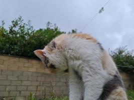 lindo e fofo gatinho está posando no jardim de casa foto