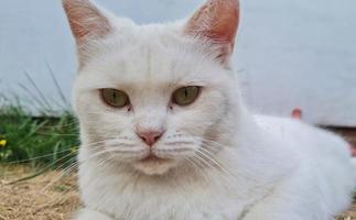 lindo gato de raça persa no jardim de casa, close-up tiro foto