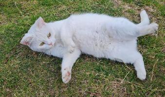 lindo gato de raça persa no jardim de casa, close-up tiro foto