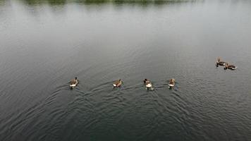 imagem aérea e de alto ângulo pássaros aquáticos bonitos estão nadando no lago stewartby da inglaterra reino unido na bela manhã ao nascer do sol foto