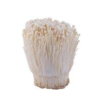 cogumelo de agulha dourada fresco ou enoki isolado no fundo branco. foto