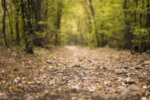 caminho na floresta de outono foto