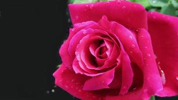 rosa vermelha rosa, flor closeup foto