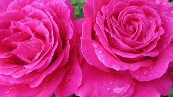 rosas cor de rosa, closeup de flores foto