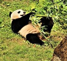 um close-up de um panda foto