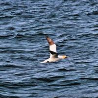 uma vista de um gannet em penhascos de bempton foto