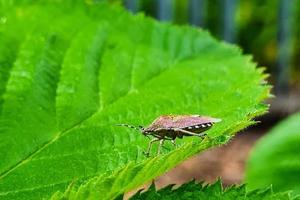 bug senta-se na folha verde. praga de insetos no jardim. foto