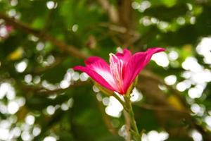 flor rosa florescendo borrão suave e luz bokeh foto
