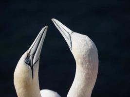 pássaros na ilha de helgoland foto