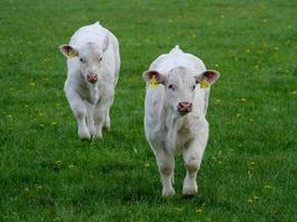 vacas brancas na Vestfália foto