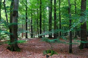 bela vista para uma densa floresta verde com luz solar brilhante lançando sombra profunda foto