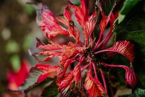 planta ornamental amaranto tricolor. linda flor vermelha de outono no jardim. foto