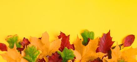 quadro de folhas de bordo de outono caídas em um fundo amarelo brilhante. folhagem de outono colorida. pano de fundo para o projeto. foto