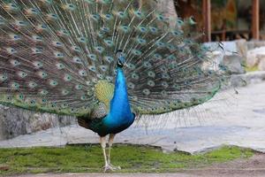 penas de pavão para fora foto