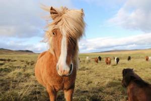 cavalo islandês em um campo de grama foto