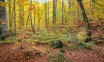 floresta no parque nacional yedigoller, turquia foto