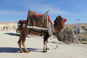 camelo apaixonado vale, capadócia, nevsehir, turquia foto