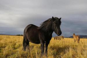 cavalo islandês em um campo de grama foto