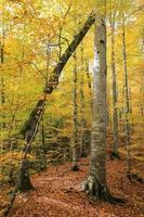 floresta no parque nacional yedigoller, turquia foto