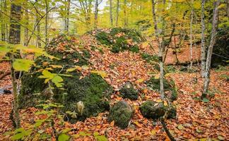 floresta no parque nacional yedigoller, turquia foto