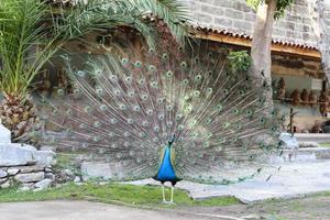 penas de pavão para fora foto