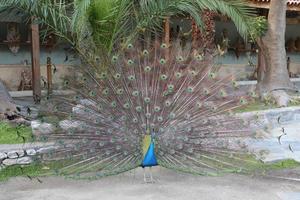 penas de pavão para fora foto