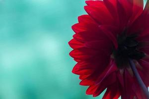flor dália vermelha escura na foto de close-up de fundo turquesa. pétalas de dália vermelhas brilhantes na fotografia macro de dia de verão.