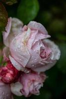 rosas macias com fotografia macro de gotas de água. rosa na fotografia de close-up de jardim de dia chuvoso. botões de flores de um spray rosa com gotas de chuva sobre um fundo verde escuro. foto