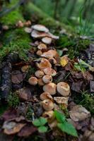 cogumelos de mel crescendo no tronco de uma árvore caída. família de cogumelos armillaria na floresta de outono. foto