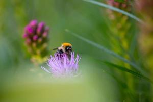 bumblebee coleta pólen em uma flor roxa de liatris em um dia de verão. bombus sentado na fotografia macro de flor de cardo. foto