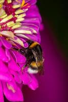 bumblebee coleta pólen em uma flor rosa em um dia de verão. bombus sentado em uma fotografia macro de flor de zínia roxa. foto