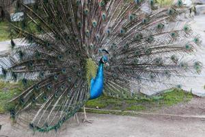 penas de pavão para fora foto