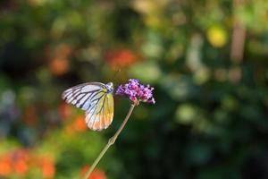 borboleta colorida na flor de verbena foto
