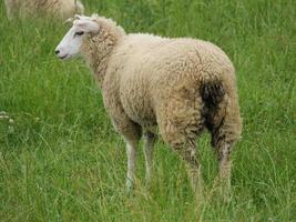 ovelhas em um prado na Alemanha foto
