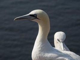 pássaros na ilha de helgoland foto