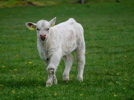 vacas brancas na Vestfália foto