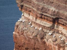 pássaros na ilha de helgoland foto