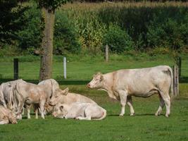 vacas na Westphalia alemã foto